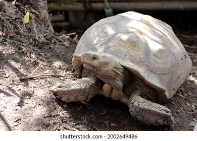 Tortoise Nesting Egg Laying Female Tortoise Stock Photo (Edit Now ...