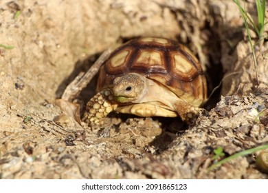 1,271 Tortoise hole Images, Stock Photos & Vectors | Shutterstock