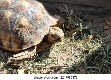 African Sulcata Tortoise Natural Habitat,Close up African spurred tortoise resting in the garden, Slow life ,Africa spurred tortoise sunbathe  - Shutterstock ID 2249990871