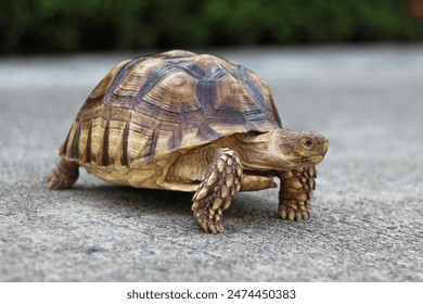 African Sulcata Tortoise Natural Habitat,Close up African spurred tortoise resting in the garden, Slow life ,Africa spurred tortoise sunbathe on ground with his protective shell ,Beautiful Tortoise - Powered by Shutterstock