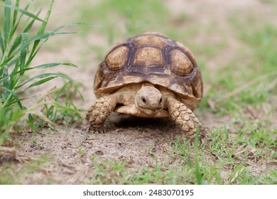 African Sulcata Tortoise Natural Habitat,Close up African spurred tortoise resting in the garden, Slow life ,Africa spurred tortoise sunbathe on ground with his protective shell ,Beautiful Tortoise - Powered by Shutterstock