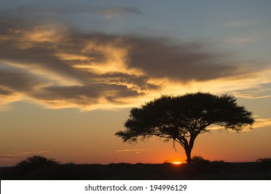 African Sunrise Over An Acacia Tree