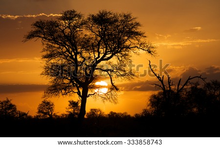 African Sunset bushveld