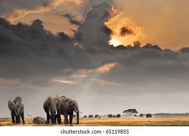 African sunset with elephants - Powered by Shutterstock