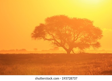 African Sunset - Golden Background of Nature - Glow of Life