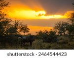 African sunset in Kruger National Park, South Africa with blue wilderbeast in the foreground