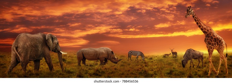 Африканский закат панорамный фон с силуэтом животных