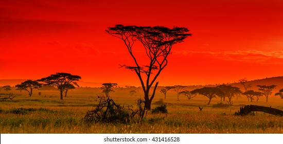 African Sunset Serengeti National Park Tanzania Stock Photo 431416528 ...