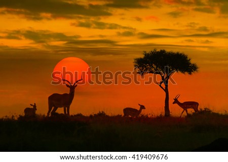 African sunset with silhouette of the animals
