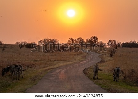 African sunset zebra scene, South Africa