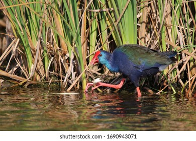 African Swamp Hen At Marievale Bird Sanctuary