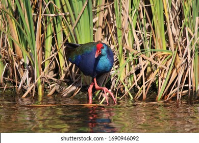 African Swamp Hen At Marievale Bird Sanctuary