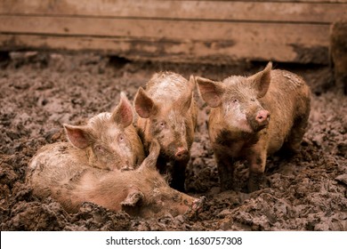 African Swine Fever Virus, ASFV. Four Pigs In The Mud