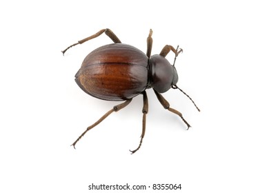 An African Tenebrionid Beetle (Psammodes Spp., Family Tenebrionidae) On White