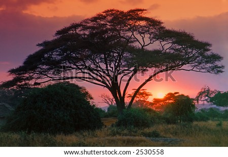 treetops Acacia Branch