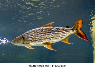An African tigerfish in the water. 
The African tigerfish is overall silvery in colour, with thin black stripes running horizontally. Its head is large, as well as its teeth. 