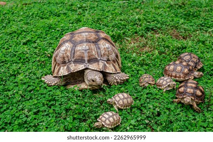 African tortoises playing together, this tortoise is a species of tortoise that inhabits the southern edge of the Sahara desert in Africa.