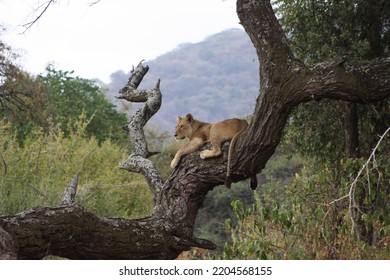 African Tree Climber Free Lion 