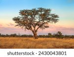 African tree of the African savannah in the Serengeti wildlife area of Tanzania, East Africa. Africa safari scene in savannah landscape at sunset with pink sky.