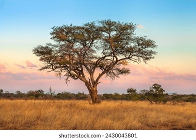 African tree of the African savannah in the Serengeti wildlife area of Tanzania, East Africa. Africa safari scene in savannah landscape at sunset with pink sky. - Powered by Shutterstock