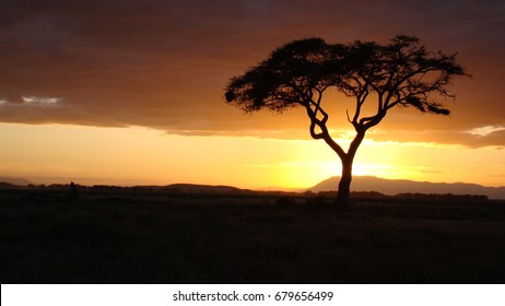 African Tree At Sunset.