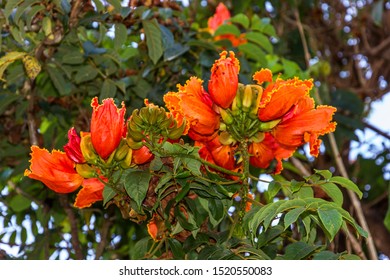 African Tulip Tree Red Flowers Stock Photo 1520550083 | Shutterstock