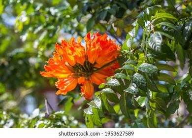 African Tuliptree (spathodea Campanulata) Flower