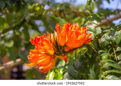 African Tuliptree (spathodea Campanulata) Flower