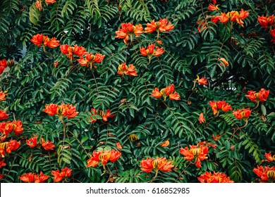 African Tuliptree (spathodea Campanulata). Indonesia, Bali.