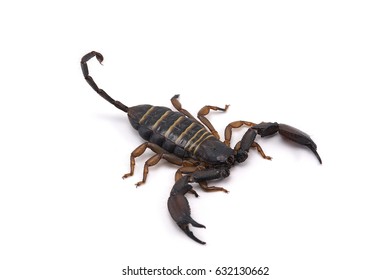 African Venom Scorpion Isolated On White Background