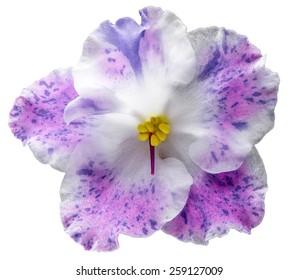 African Violet Flower Isolated On White Background