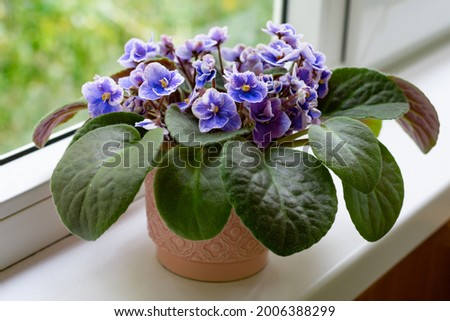 African violet flower saintpaulia in bloom on windowsill home. Little blue and white colored flowers