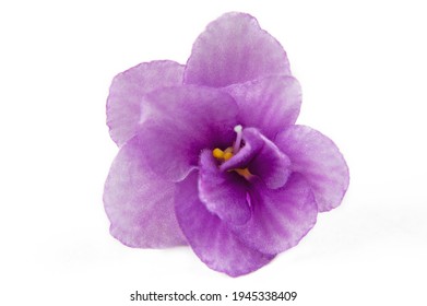 African Violet Flower (saintpaulia) Isolated On White Background, Closeup. Blue Colored African Violet Flower Isolated On White Background. Macro.