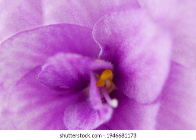 African Violet Flower (saintpaulia) Isolated On White Background, Closeup. Blue Colored African Violet Flower Isolated On White Background. Macro.