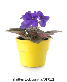 African Violet Flower In Yellow Pot, Isolated On White