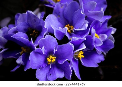 African violet flowers (Saintpaulia),  Close-up, Blossoming and Macro photo of african violet flowers. - Shutterstock ID 2294441769