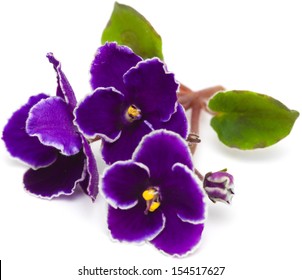 African Violet Isolated On White
