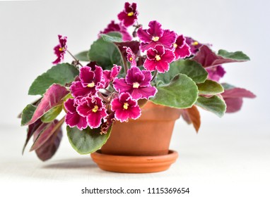 African Violet Plant Variety Emergency With White And Red Fresh Beautiful  Flowers