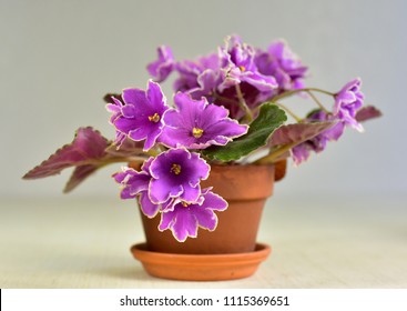 African Violet Plant Variety Icy Sunset With White And Pink Fresh Beautiful  Flowers