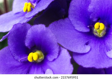 African violet or violet saintpaulias flowers close up. Blossoming violets on white background. Macro photo of homegrown violet flowers