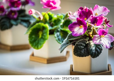 African violets (Streptocarpus sect. Saintpaulia) with pink and purple flowers in decorative pots on a sunny windowsill.
