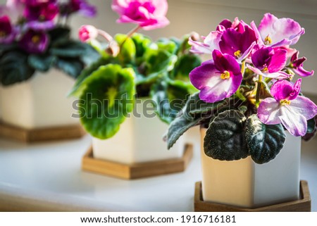 African violets (Streptocarpus sect. Saintpaulia) with pink and purple flowers in decorative pots on a sunny windowsill.