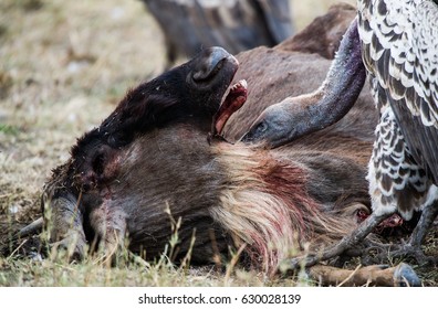 Flesh-eating Animal Images, Stock Photos & Vectors | Shutterstock