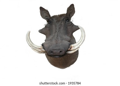 African Warthog Taxidermy Mount Over A White Background