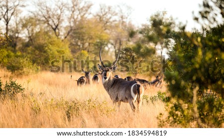 African Waterbuck in long dry grass in a South African wildlife reserve