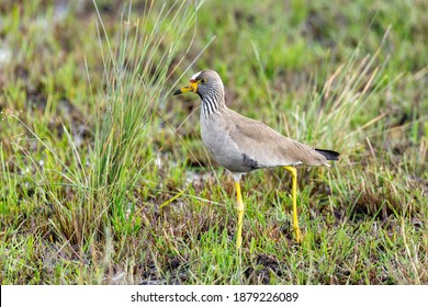 1,392 African plover Images, Stock Photos & Vectors | Shutterstock