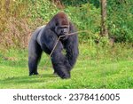 African western lowland gorilla. The male walks through a clearing and holds a branch from a bush in his mouth.