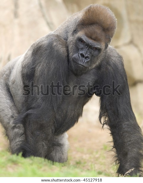 harambe western lowland gorilla harambe western lowland gorilla