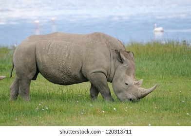 African White Rhino, Lake Nakuru, Kenya