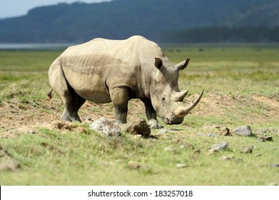 African White Rhino, Lake Nakuru, Kenya